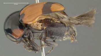 Media type: image;   Entomology 7413 Aspect: habitus lateral view